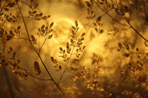 黄金の光に包まれた背景に、小さな葉と穂のような植物が輝く幻想的な写真風イラスト。