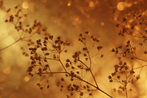 金色の背景にシルエットのように浮かび上がる繊細な小花の枝が広がる幻想的なイラスト。