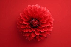 真紅の背景に浮かび上がる、大輪のダリアの花を正面から捉えたクローズアップ